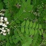 Акация Robinia pseudoacacia