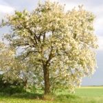 Акация Robinia pseudoacacia