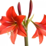 Амариллис Amaryllis aulicum