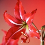 Амариллис Amaryllis aulicum