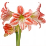 Амариллис Amaryllis aulicum