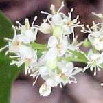 Амирис (Американский сандал) Amyris balsamifera