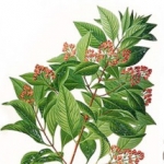 Амирис (Американский сандал) Amyris balsamifera