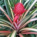 Ананас Ananas comosus