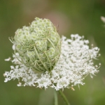 Ангелика (Дягиль) Archangelica officinalis