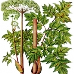 Ангелика (Дягиль) Archangelica officinalis