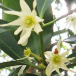 Анис звездчатый (Бадьян) Illicium verum (Illiciaceae) 