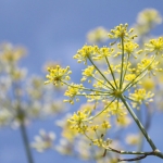 Асафетида Ferula assafoetida