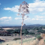 Асафетида Ferula assafoetida