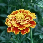 Бархотцы Tagetes lemmonii (Asteraceae)