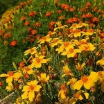 Бархотцы Tagetes lemmonii (Asteraceae)