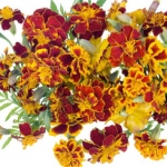 Бархотцы Tagetes lemmonii (Asteraceae)