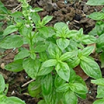 Базилик Ocimum basilicum