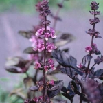 Базилик Ocimum basilicum