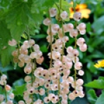 Белая смородина Genus: Ribes alba, family Grossulariaceae