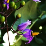 Белладонна Atropa belladonna