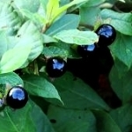 Белладонна Atropa belladonna