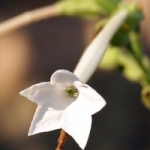 Белый табак Nicotiana sylvestris