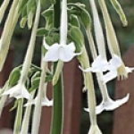 Белый табак Nicotiana sylvestris