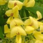 Бобовник Laburnum anagyroides