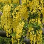 Бобовник Laburnum anagyroides