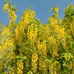 Бобовник Laburnum anagyroides