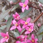 Борония Boronia megastigma