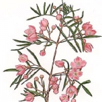 Борония Boronia megastigma