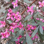 Борония Boronia megastigma