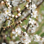 Боярышник Crataegus monogyna (Rosaceae)