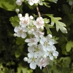 Боярышник Crataegus monogyna (Rosaceae)