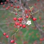 Боярышник Crataegus monogyna (Rosaceae)