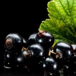 Черная смородина Ribes nigrum