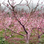 Дерево миндаля Prunus dulcis