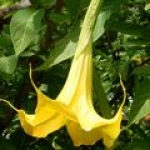 Дурман Brugmansia