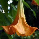 Дурман Brugmansia