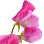 Душистый горошек Lathyrus odoratus (Fabaceae)