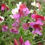 Душистый горошек Lathyrus odoratus (Fabaceae)