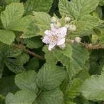 Ежевика (Genus Rubus, Family Rosaceae)