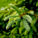 Ель Genus Abies, family Pinaceae