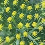 Фенхель foeniculum vulgare