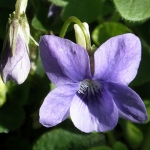 Фиалка Viola odorata