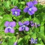 Фиалка Viola odorata