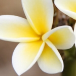 франжипани (плюмерия) Plumeria rubra (Apocyanaceae)