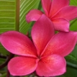 франжипани (плюмерия) Plumeria rubra (Apocyanaceae)