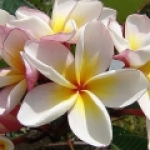 франжипани (плюмерия) Plumeria rubra (Apocyanaceae)