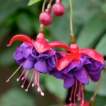 Фуксия Fuchsia