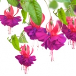 Фуксия Fuchsia