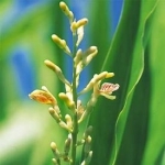 Галанга Alpinia galanga (Zingiberaceae) 