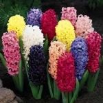 Гиацинт Hyacinthus orientalis